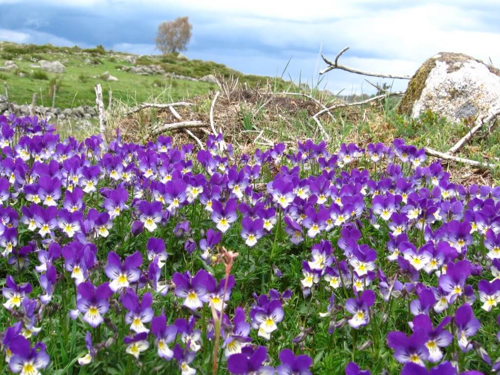 Printemps sur le plateau de l’Aubrac