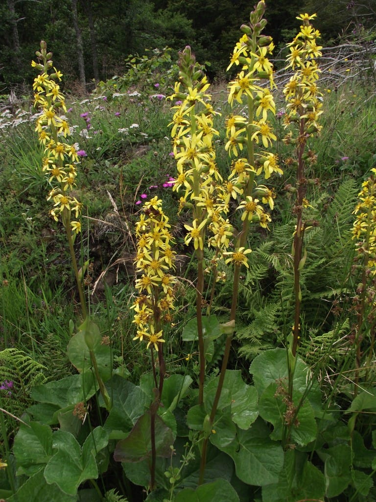 Ligulaire de Sibérie, plante protégée des zones humides de l’Aubrac