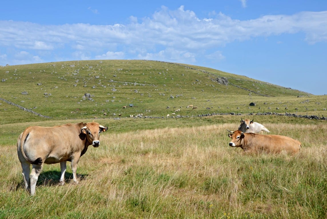 Sentier et pâturages du plateau de l’Aubrac au-dessus de Laguiole