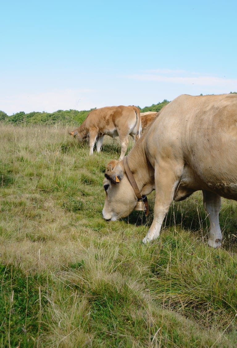 Vaches de race Aubrac dans les pâturages en été